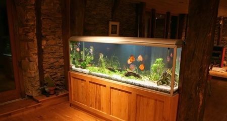 家里魚缸放在進門對面好嗎（如何維護魚缸衛(wèi)生減少隱患）