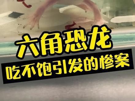六角恐龍魚吃火龍魚會死嗎