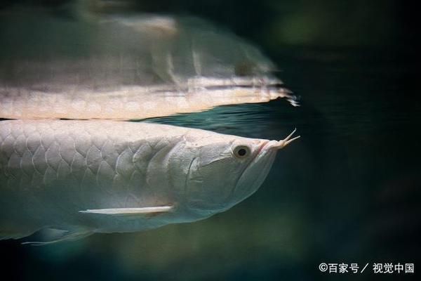 龍魚害怕怎么辦呢：如何判斷龍魚是否受驚