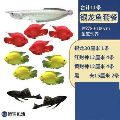 1米銀龍魚能賣多少錢一條魚