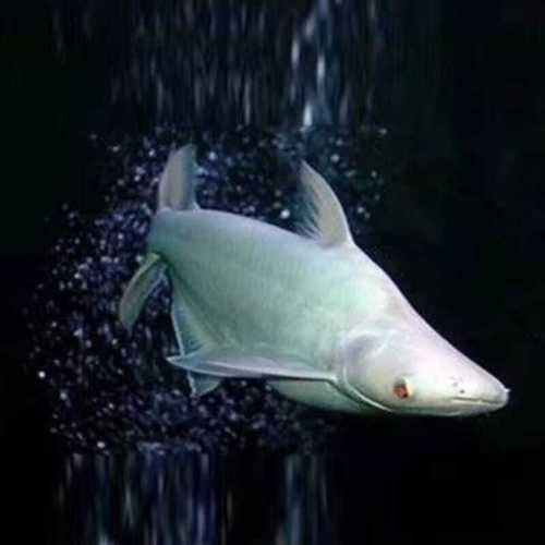 鴨嘴鯊可以和龍魚混養(yǎng)嗎圖片欣賞大全
