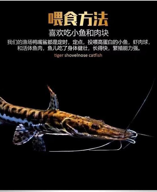 鴨嘴鯊可以和龍魚混養(yǎng)嗎圖片欣賞大全