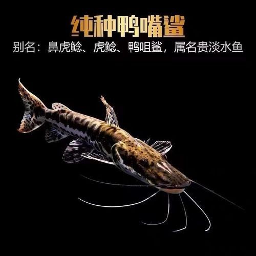 鴨嘴鯊可以和龍魚混養(yǎng)嗎圖片欣賞大全