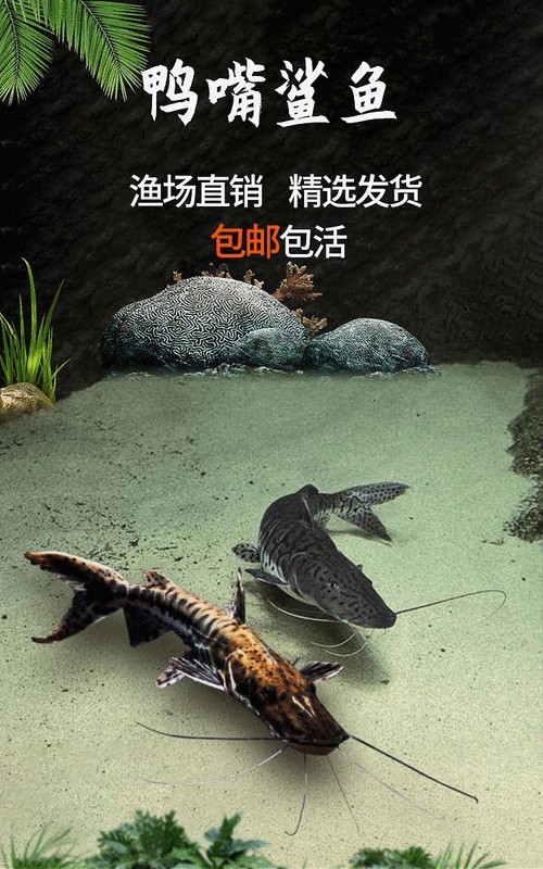 鴨嘴鯊可以和龍魚混養(yǎng)嗎圖片欣賞大全