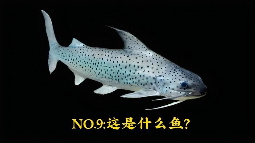 鴨嘴鯊可以和龍魚混養(yǎng)嗎圖片欣賞大全