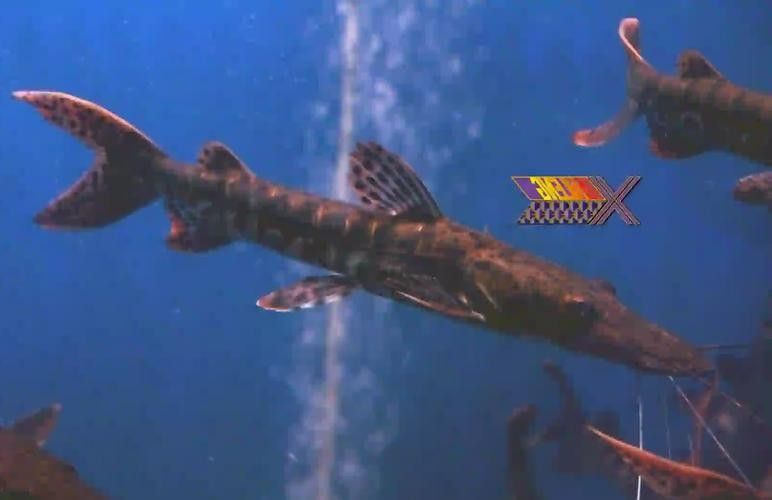 鴨嘴鯊可以和龍魚混養(yǎng)嗎圖片欣賞大全
