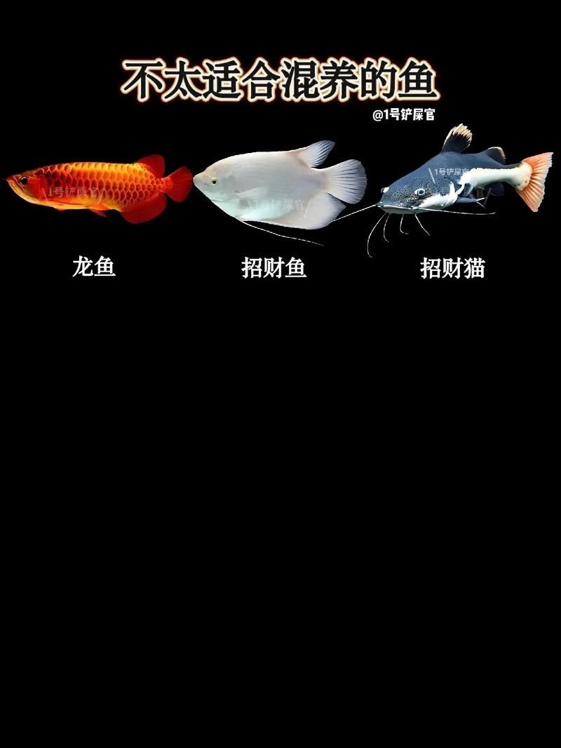 鴨嘴鯊可以和龍魚混養(yǎng)嗎圖片欣賞大全