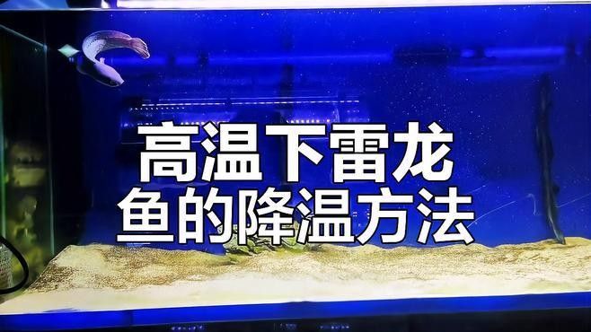 雷龍魚(yú)耐高溫嗎