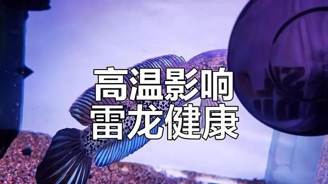 雷龍魚(yú)耐高溫嗎