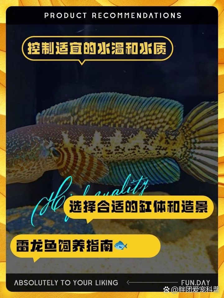 雷龍魚(yú)耐高溫嗎