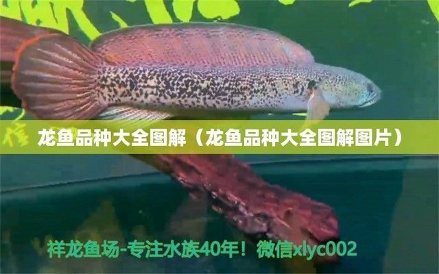 如何選擇龍魚魚苗品種呢，如何選擇龍魚魚苗
