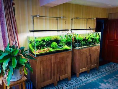 水草缸能養龍魚嗎，：水草缸可以養龍魚嗎？