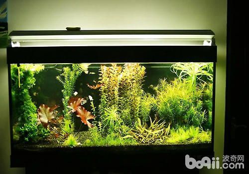 水草缸能養龍魚嗎，：水草缸可以養龍魚嗎？