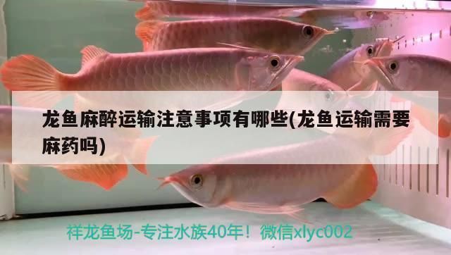 龍魚(yú)麻醉運(yùn)輸方法有哪些注意事項(xiàng)：關(guān)于龍魚(yú)麻醉運(yùn)輸?shù)囊恍┓椒ê妥⒁馐马?xiàng)