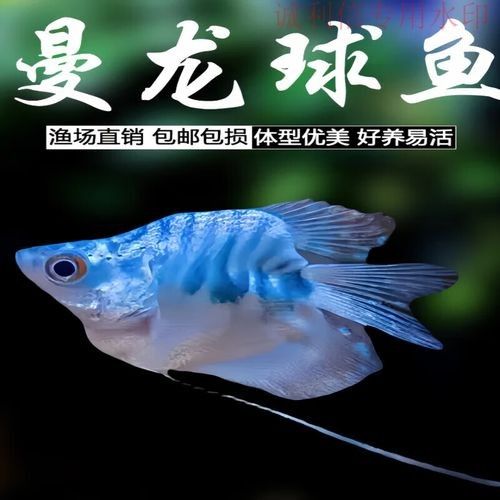 黃龍魚圖片大全圖片高清