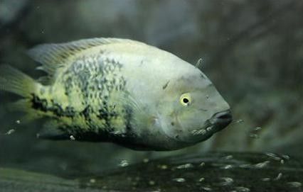 黃龍魚圖片大全圖片高清