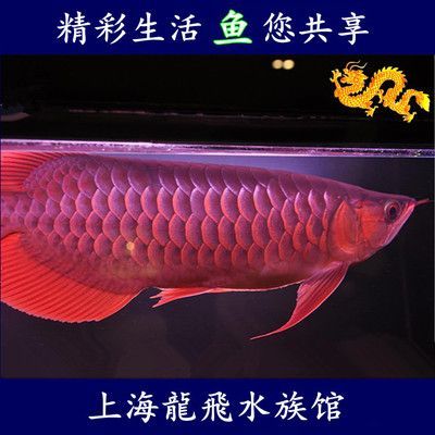 血麒麟紅龍魚的區分方法血麒麟紅龍魚的區分特征：血麒麟紅龍魚和辣椒紅龍魚怎樣區分