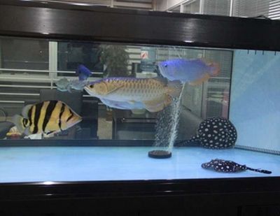 巴卡龍魚混養好不好：關于巴卡雷龍混養