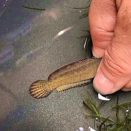 彩虹雷龍魚苗圖片大全