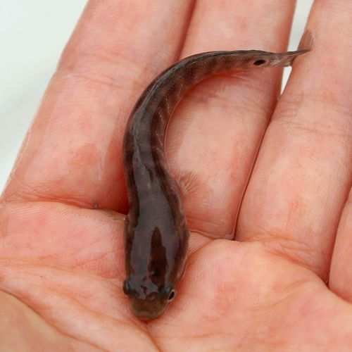 彩虹雷龍魚苗圖片大全