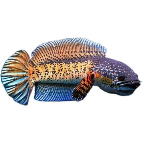 彩虹雷龍魚苗圖片大全