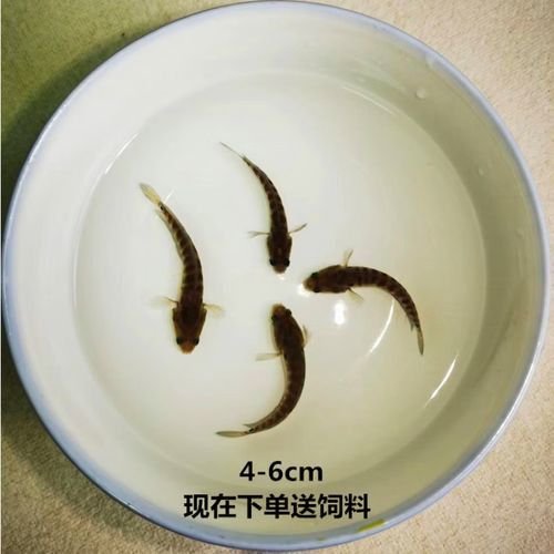 彩虹雷龍魚苗圖片大全