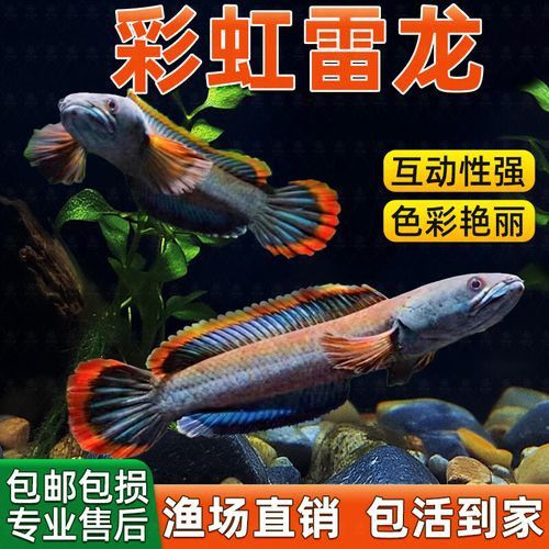 彩虹雷龍魚苗圖片大全