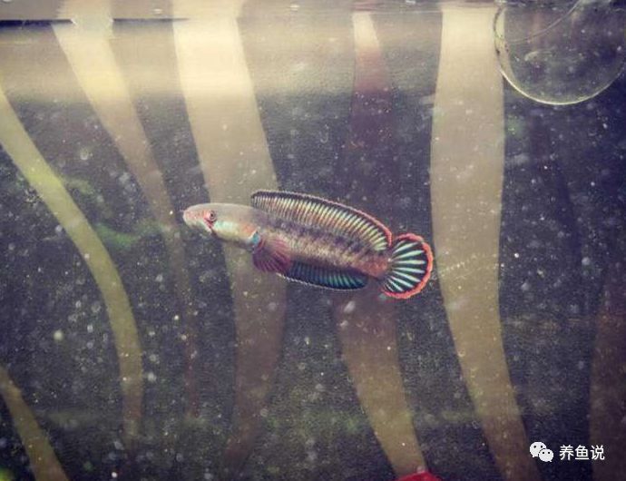 彩虹雷龍魚苗圖片大全