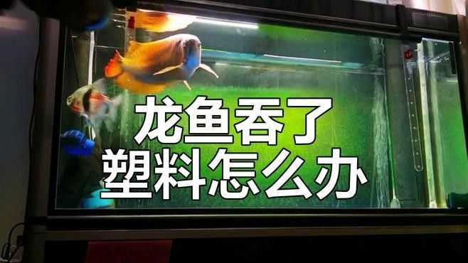 龍魚吞了硬物怎么辦
