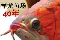 馬來西亞祥龍漁場官網 龍魚百科 第1張 馬來西亞祥龍漁場官網 馬來西亞祥龍漁場官網 龍魚百科 第1張