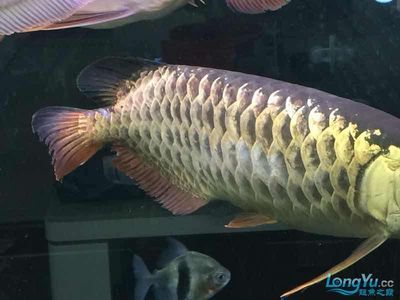 龍魚掉鱗多久才能長得一樣：龍魚掉鱗后多久能夠重新長出鱗片
