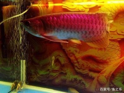 龍魚品質怎么看好壞：如何挑選健康龍魚