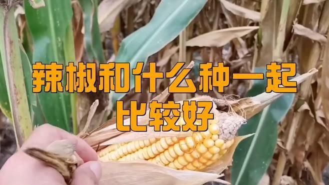 辣椒挨著什么種最好