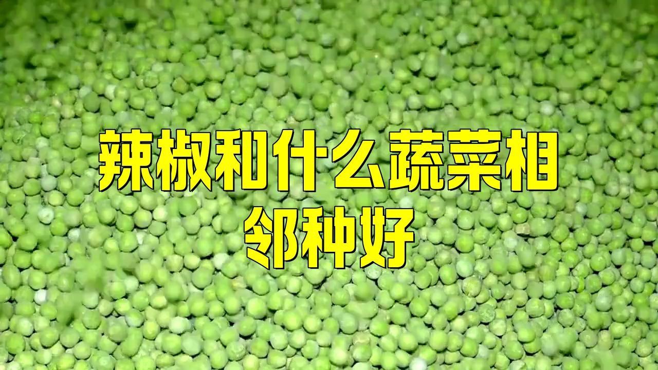 辣椒挨著什么種最好