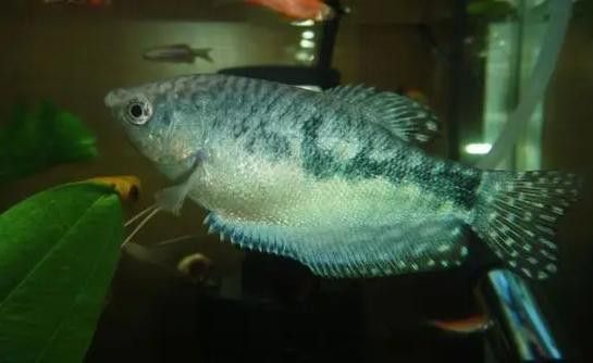 藍(lán)龍魚和孔雀魚能混養(yǎng)嗎圖片欣賞