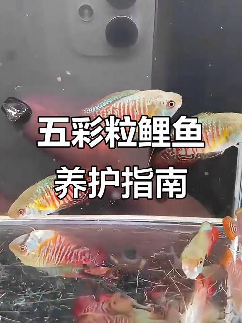 藍(lán)龍魚和孔雀魚能混養(yǎng)嗎圖片欣賞