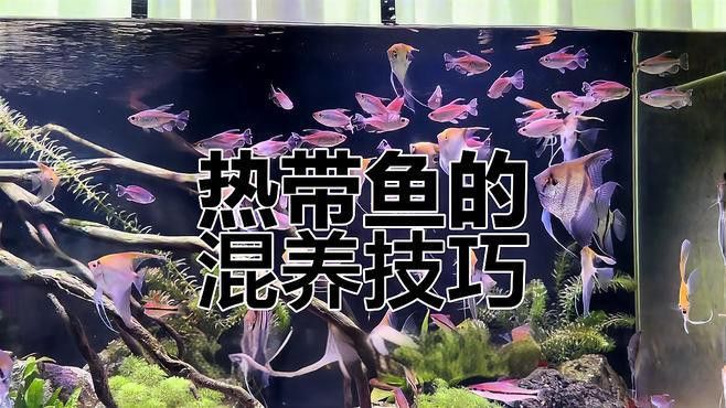 藍(lán)龍魚和孔雀魚能混養(yǎng)嗎圖片欣賞