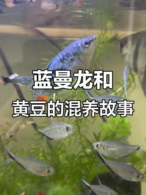 藍(lán)龍魚和孔雀魚能混養(yǎng)嗎圖片欣賞