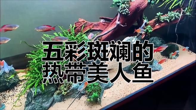藍(lán)龍魚和孔雀魚能混養(yǎng)嗎圖片欣賞