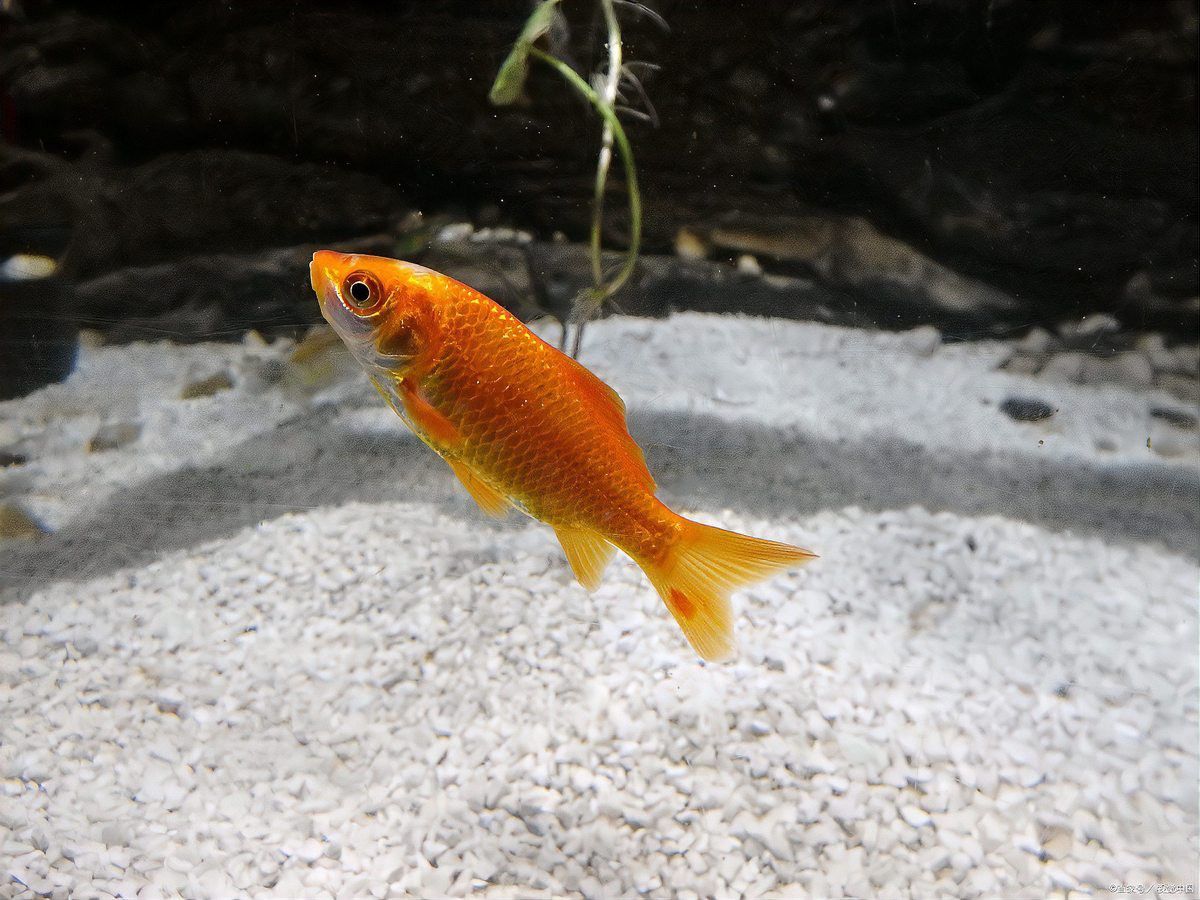 藍(lán)龍魚和孔雀魚能混養(yǎng)嗎圖片欣賞
