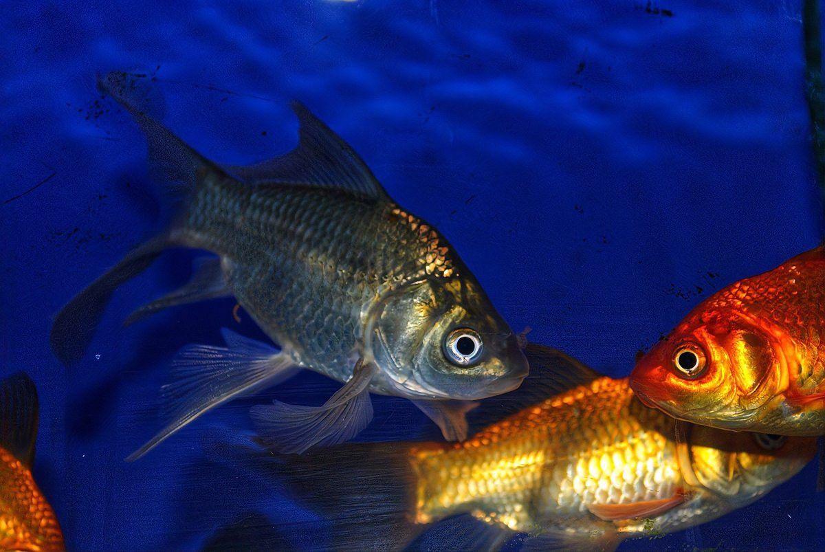 藍(lán)龍魚和孔雀魚能混養(yǎng)嗎圖片欣賞