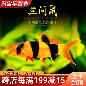 龍魚缸養什么工具魚：龍魚缸養工具魚的介紹