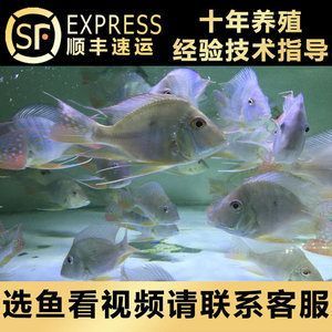 小龍魚做法視頻：小龍魚怎么做好吃？