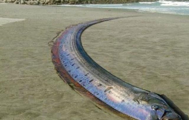 白色的像龍一樣的魚是什么魚：白色的像龍一樣的魚是什么魚類，它們是一種小型魚類