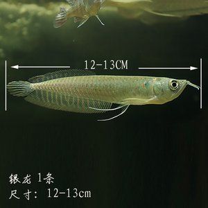 招財金龍魚的寓意是什么：戰(zhàn)船魚咬銀龍魚主要有以下幾個原因
