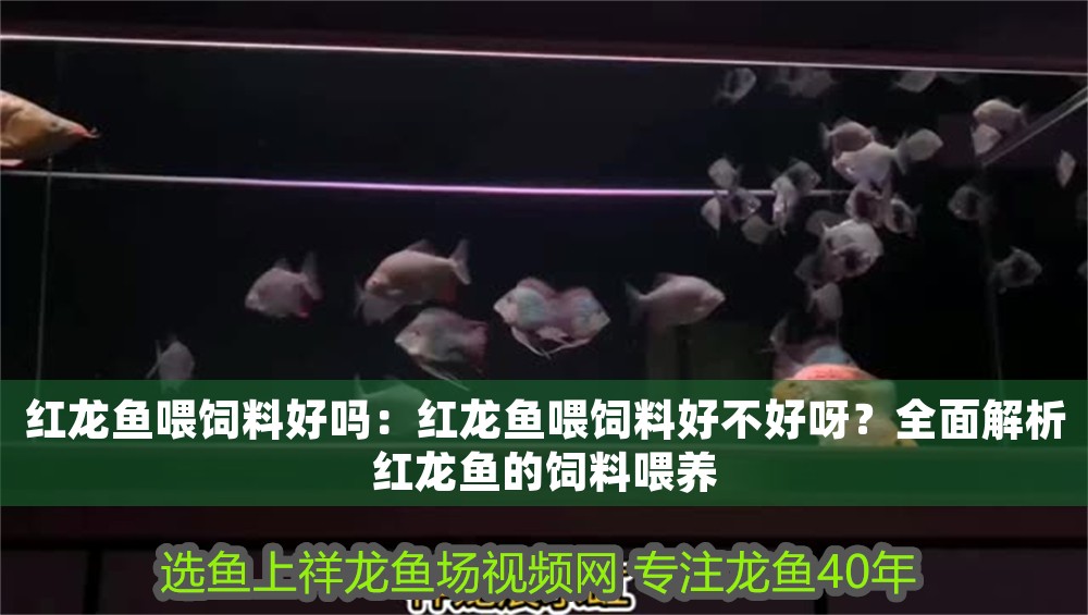 紅龍魚喂飼料好嗎：紅龍魚喂飼料好不好呀？全面解析紅龍魚的飼料喂養
