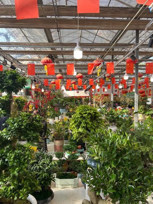 遼陽萬隆花鳥魚市場圖片