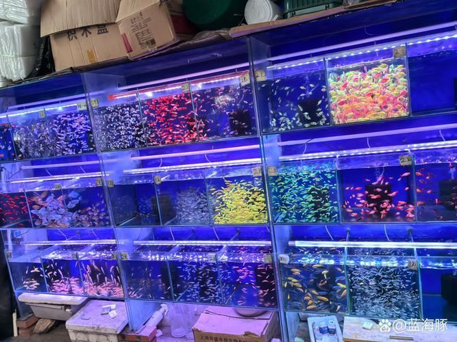 遼陽萬隆花鳥魚市場圖片