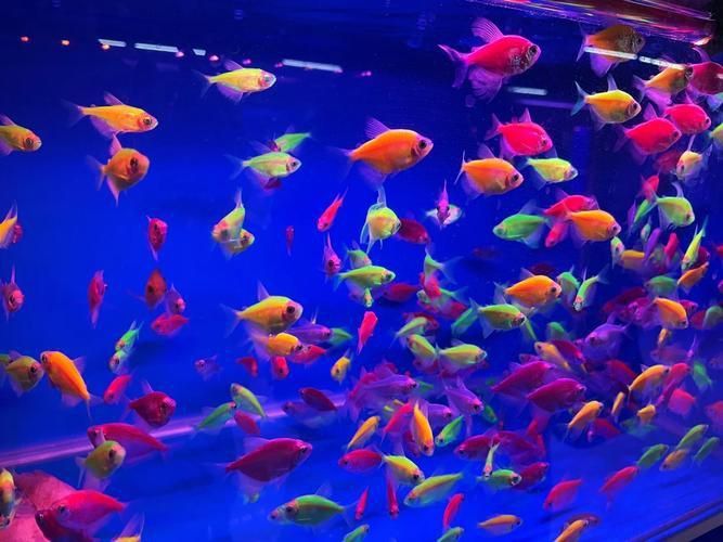 遼陽萬隆花鳥魚市場圖片