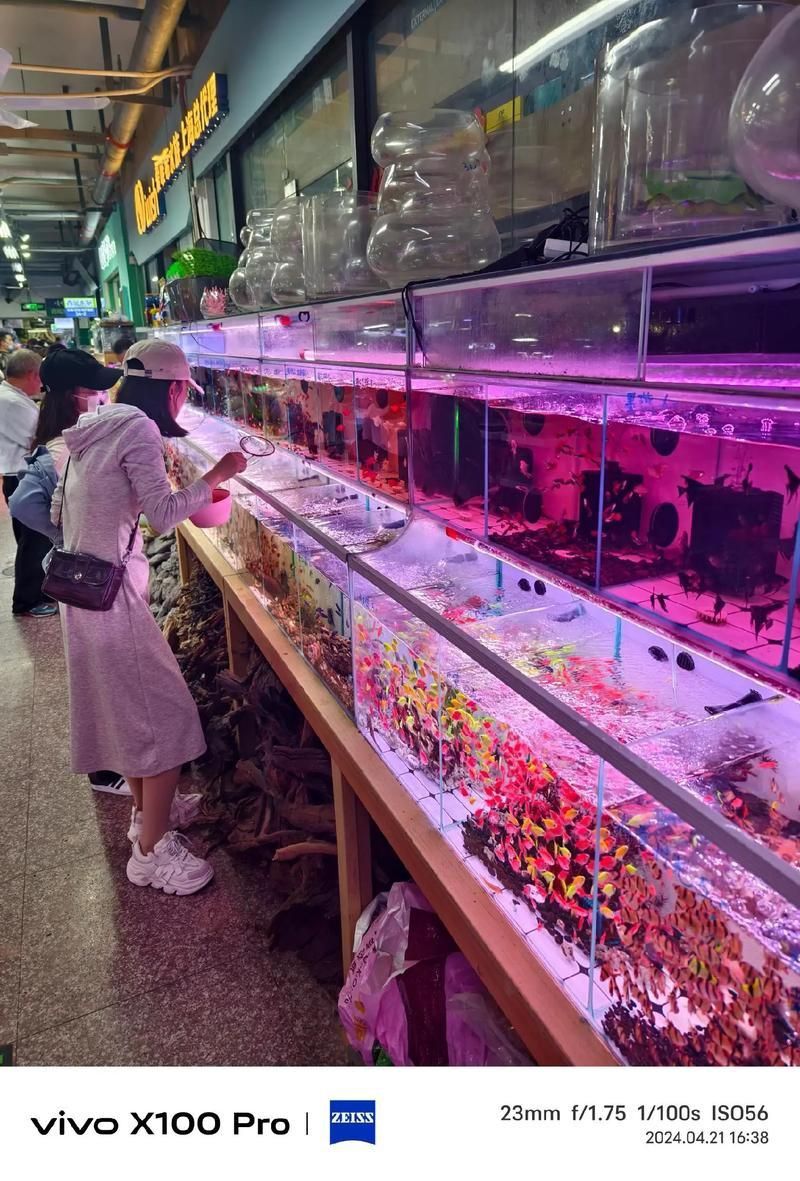 遼陽萬隆花鳥魚市場圖片